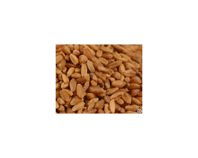 X BRONZE CHIEF WHEAT-45LB. PAIL