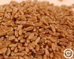 X HARD RED WINTER WHEAT-45LB.PAIL