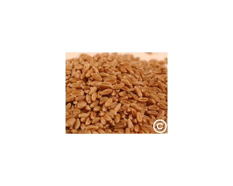 X HARD RED WINTER WHEAT-45LB.PAIL