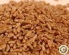 X HARD RED WINTER WHEAT-45LB.PAIL