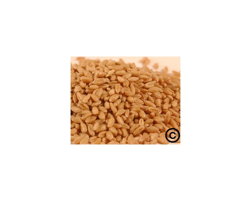 PRAIRIE GOLD WHEAT-25LB. BAG