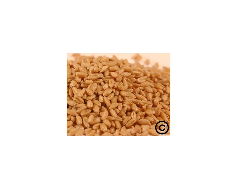 X PRAIRIE GOLD WHEAT-45LB. PAIL